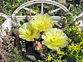 Нажмите на изображение для увеличения.

Название:	opuntia_basilaris_aurea5.jpg
Просмотров:	232
Размер:	204.0 Кб
ID:	384774