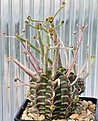 Нажмите на изображение для увеличения.

Название:	Euphorbia_valida_Dikkopvlakte_IMG_0787.jpg
Просмотров:	247
Размер:	139.8 Кб
ID:	384778