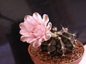 Нажмите на изображение для увеличения.

Название:	Gymnocalycium mihanovichii v friedrichii.jpg
Просмотров:	323
Размер:	24.6 Кб
ID:	384782