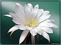 Нажмите на изображение для увеличения.

Название:	Echinopsis_subdenudatum 20080704_1.jpg
Просмотров:	159
Размер:	105.6 Кб
ID:	384798