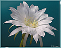 Нажмите на изображение для увеличения.

Название:	Echinopsis_subdenudatum 20080704_5.jpg
Просмотров:	164
Размер:	206.8 Кб
ID:	384799