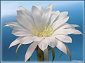 Нажмите на изображение для увеличения.

Название:	Echinopsis_subdenudatum 20080704_6.jpg
Просмотров:	161
Размер:	93.5 Кб
ID:	384800