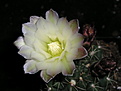 Нажмите на изображение для увеличения.

Название:	Gymnocalycium baldianum v. albiflorum - 1f_новый размер.JPG
Просмотров:	145
Размер:	57.5 Кб
ID:	384813