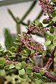 Нажмите на изображение для увеличения.

Название:	Portulacaria_afra_IMG_0828.jpg
Просмотров:	218
Размер:	107.0 Кб
ID:	384818