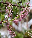 Нажмите на изображение для увеличения.

Название:	Portulacaria_afra_IMG_0816.jpg
Просмотров:	218
Размер:	117.9 Кб
ID:	384819