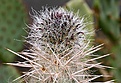 Нажмите на изображение для увеличения.

Название:	Opuntia_sp_IMG_1012.jpg
Просмотров:	207
Размер:	117.0 Кб
ID:	384837