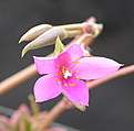 Нажмите на изображение для увеличения.

Название:	Anacampseros rufescens \'Sunrise\'_anthus.jpg
Просмотров:	210
Размер:	63.5 Кб
ID:	384857