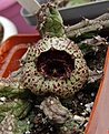 Нажмите на изображение для увеличения.

Название:	stapelianthus_insignis-b.jpg
Просмотров:	167
Размер:	132.0 Кб
ID:	384859