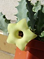 Нажмите на изображение для увеличения.

Название:	huernia_sp_IB10815-b.jpg
Просмотров:	165
Размер:	61.3 Кб
ID:	384861