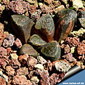 Нажмите на изображение для увеличения.

Название:	1025sp_Haworthia_bruynsii_variegata_810.jpg
Просмотров:	241
Размер:	175.0 Кб
ID:	384865