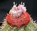 Нажмите на изображение для увеличения.

Название:	плоды_Melocactus matanzanus.jpg
Просмотров:	282
Размер:	88.5 Кб
ID:	384866