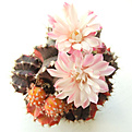 Нажмите на изображение для увеличения.

Название:	Gymnocalycium friedrichii.JPG
Просмотров:	180
Размер:	96.0 Кб
ID:	384868