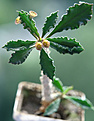 Нажмите на изображение для увеличения.

Название:	Euphorbia-ambovombensis.jpg
Просмотров:	256
Размер:	81.7 Кб
ID:	384869