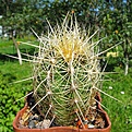 Нажмите на изображение для увеличения.

Название:	Thelocactus_bicolor_bolaensis.jpg
Просмотров:	218
Размер:	166.4 Кб
ID:	384895