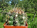 Нажмите на изображение для увеличения.

Название:	Thelocactus_bicolor_commodus.jpg
Просмотров:	215
Размер:	123.6 Кб
ID:	384896