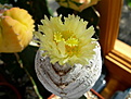 Нажмите на изображение для увеличения.

Название:	onzuka 3-ribs krest.flower.jpg
Просмотров:	221
Размер:	75.6 Кб
ID:	384903