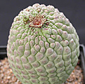 Нажмите на изображение для увеличения.

Название:	Larryleachia cactiforme.jpg
Просмотров:	178
Размер:	73.6 Кб
ID:	384940