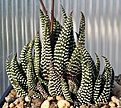 Нажмите на изображение для увеличения.

Название:	Haworthia_minima_Swellendam_IMG_1439.jpg
Просмотров:	206
Размер:	147.7 Кб
ID:	384971