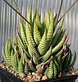 Нажмите на изображение для увеличения.

Название:	Haworthia_fasciata_La Farge_IMG_1442.jpg
Просмотров:	251
Размер:	155.0 Кб
ID:	384972