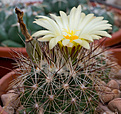 Нажмите на изображение для увеличения.

Название:	Coryphantha pycnacantha.jpg
Просмотров:	340
Размер:	129.9 Кб
ID:	384981
