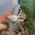 Нажмите на изображение для увеличения.

Название:	Echinocereus pulshellus.jpg
Просмотров:	357
Размер:	145.8 Кб
ID:	384982