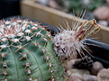 Нажмите на изображение для увеличения.

Название:	Echinocereus pulshellus v. amoenus.jpg
Просмотров:	349
Размер:	123.4 Кб
ID:	384983