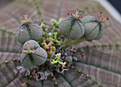 Нажмите на изображение для увеличения.

Название:	Euphorbia obesa.jpg
Просмотров:	339
Размер:	135.2 Кб
ID:	384987