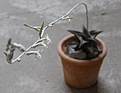 Нажмите на изображение для увеличения.

Название:	Haworthia tessellata..JPG
Просмотров:	244
Размер:	23.6 Кб
ID:	384994