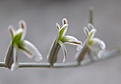 Нажмите на изображение для увеличения.

Название:	Haworthia tessellata. Цветы..JPG
Просмотров:	214
Размер:	16.3 Кб
ID:	384995