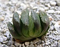 Нажмите на изображение для увеличения.

Название:	Haworthia truncata..JPG
Просмотров:	217
Размер:	40.6 Кб
ID:	384996