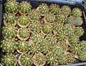 Нажмите на изображение для увеличения.

Название:	melocactus_2,5-years.jpg
Просмотров:	856
Размер:	235.7 Кб
ID:	385022