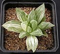 Нажмите на изображение для увеличения.

Название:	Haworthia cuspidata_variegated.jpg
Просмотров:	431
Размер:	97.0 Кб
ID:	385041