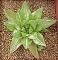 Нажмите на изображение для увеличения.

Название:	Haworthia cymbiformis 2_variegated.jpg
Просмотров:	426
Размер:	117.6 Кб
ID:	385042