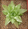 Нажмите на изображение для увеличения.

Название:	Haworthia cymbiformis 2_variegated.jpg
Просмотров:	365
Размер:	117.6 Кб
ID:	385042