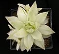 Нажмите на изображение для увеличения.

Название:	Haworthia cymbiformis 3_variegated.jpg
Просмотров:	429
Размер:	67.5 Кб
ID:	385043