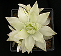 Нажмите на изображение для увеличения.

Название:	Haworthia cymbiformis 3_variegated.jpg
Просмотров:	363
Размер:	67.5 Кб
ID:	385043