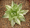 Нажмите на изображение для увеличения.

Название:	Haworthia cymbiformis_variegated.jpg
Просмотров:	430
Размер:	116.0 Кб
ID:	385044