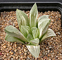 Нажмите на изображение для увеличения.

Название:	Haworthia hybrid_variegated.jpg
Просмотров:	392
Размер:	104.0 Кб
ID:	385045
