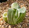 Нажмите на изображение для увеличения.

Название:	Haworthia maughanii_variegated.jpg
Просмотров:	428
Размер:	91.0 Кб
ID:	385046
