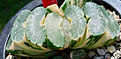 Нажмите на изображение для увеличения.

Название:	Haworthia truncata var. ex R.Hosogai.JPG
Просмотров:	233
Размер:	33.4 Кб
ID:	385048