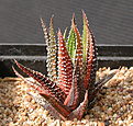 Нажмите на изображение для увеличения.

Название:	Haworthia attenuata_variegated.jpg
Просмотров:	426
Размер:	102.7 Кб
ID:	385061