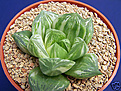 Нажмите на изображение для увеличения.

Название:	Haworthia cuspidata var..JPG
Просмотров:	245
Размер:	48.9 Кб
ID:	385063