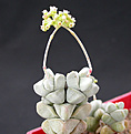 Нажмите на изображение для увеличения.

Название:	Crassula deceptor SB 1509.jpg
Просмотров:	386
Размер:	69.8 Кб
ID:	385068