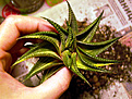 Нажмите на изображение для увеличения.

Название:	limifolia_var1.jpg
Просмотров:	438
Размер:	55.3 Кб
ID:	385070