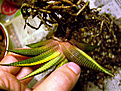 Нажмите на изображение для увеличения.

Название:	limifolia_var.jpg
Просмотров:	429
Размер:	70.4 Кб
ID:	385071