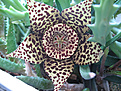 Нажмите на изображение для увеличения.

Название:	orbea_variegata.jpg
Просмотров:	156
Размер:	149.8 Кб
ID:	385090