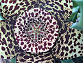 Нажмите на изображение для увеличения.

Название:	orbea_variegata_1.jpg
Просмотров:	161
Размер:	165.7 Кб
ID:	385091