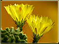 Нажмите на изображение для увеличения.

Название:	Echinocereus_subinermis20080816_2.jpg
Просмотров:	152
Размер:	81.1 Кб
ID:	385094