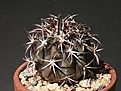 Нажмите на изображение для увеличения.

Название:	Copiapoa-dura.jpg
Просмотров:	305
Размер:	56.0 Кб
ID:	385098