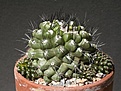 Нажмите на изображение для увеличения.

Название:	Copiapoa-paposoensis.jpg
Просмотров:	260
Размер:	63.0 Кб
ID:	385099